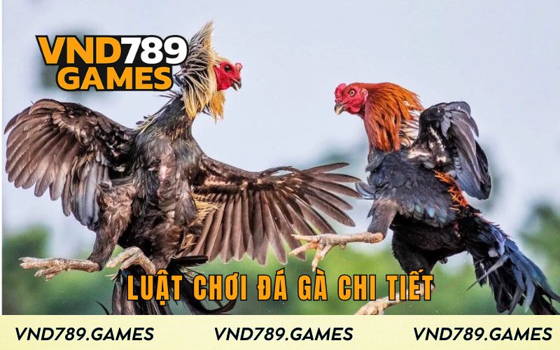 Luật chơi đá gà chi tiết